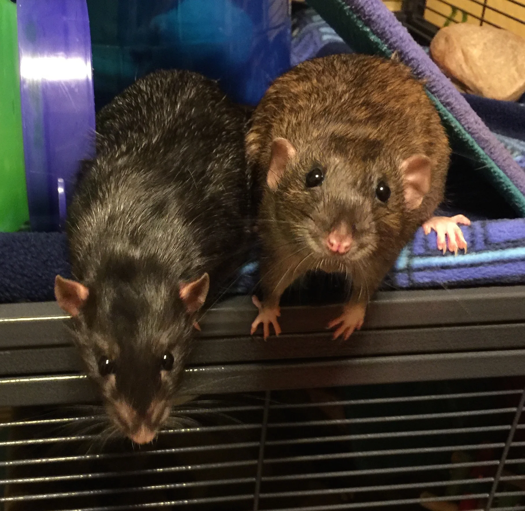 Boo and Salad, six months old, Dec 2016