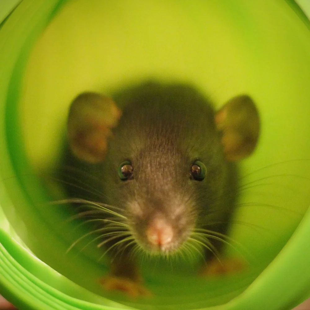 Boo, about 10 weeks old. This breed of domesticated rats is known as "Dumbo" rats. They are called that because of their lower-set, forward-facing, "Dumbo"-like ears. (Compare with baby Smough, above.)