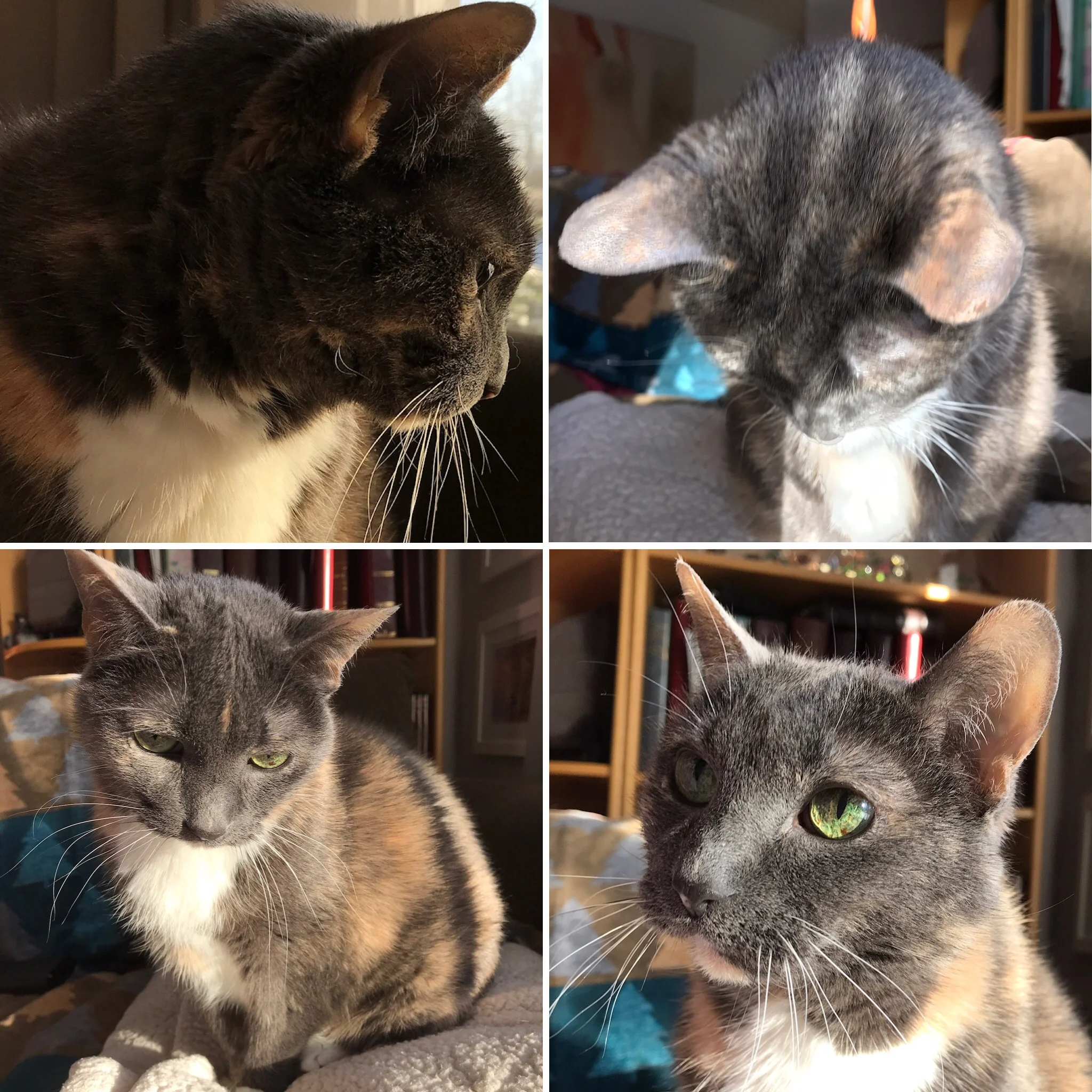 Honey the Cat was named by my son when he was seven years old.