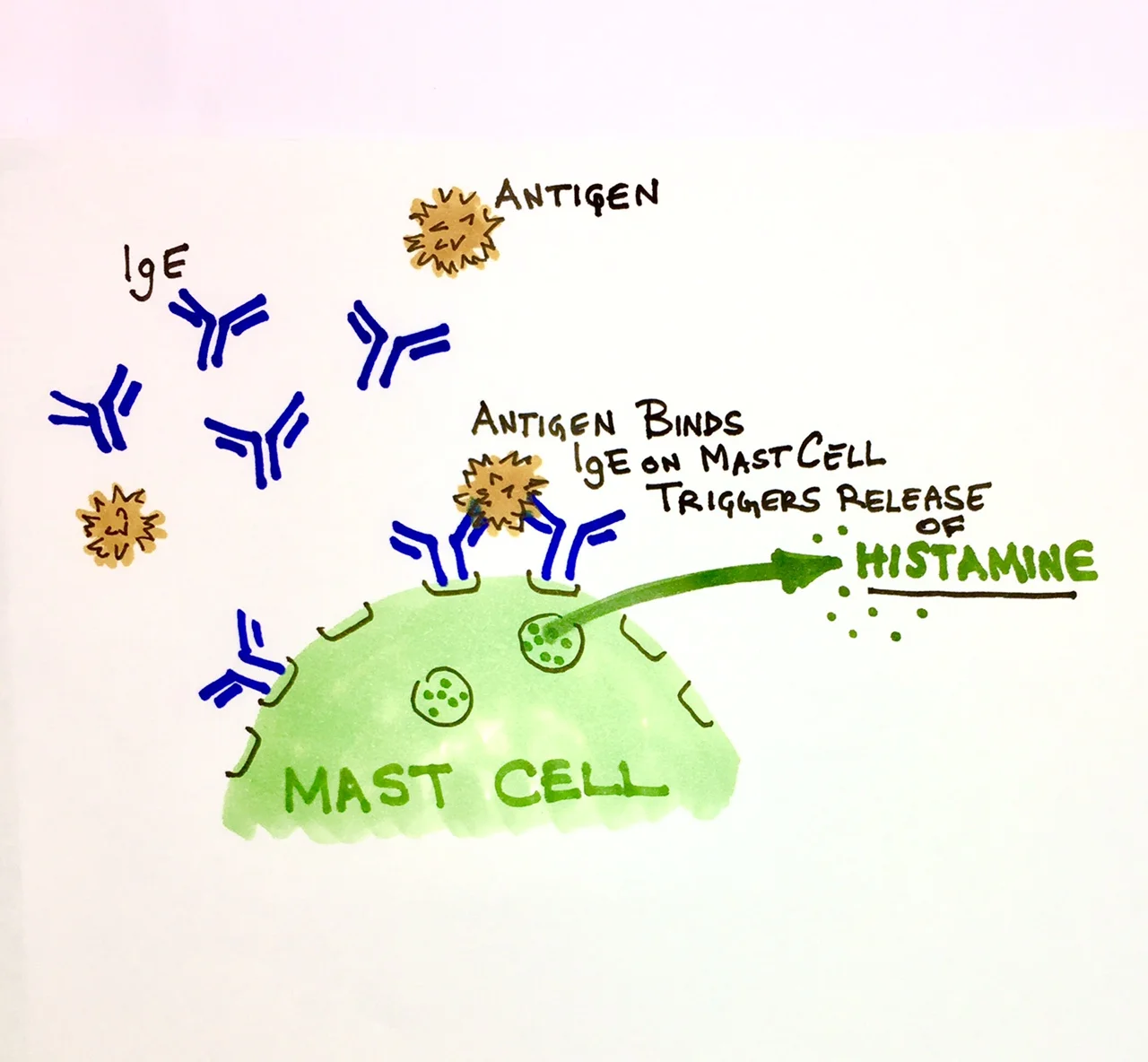 Mast Cells Release Histamine