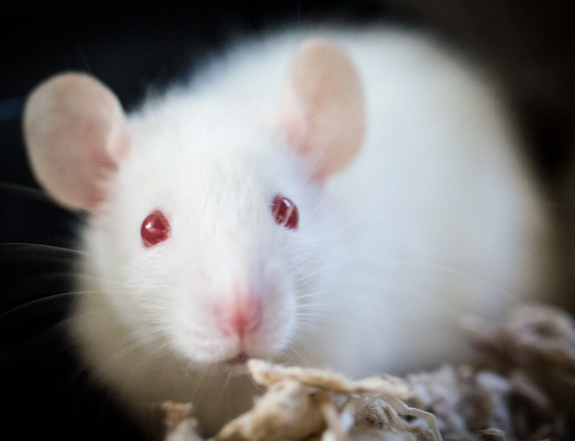 Sindragosa the White Rat - 2014