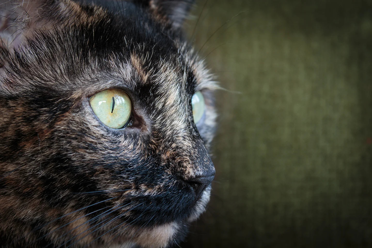 Dido the Cat - 2013