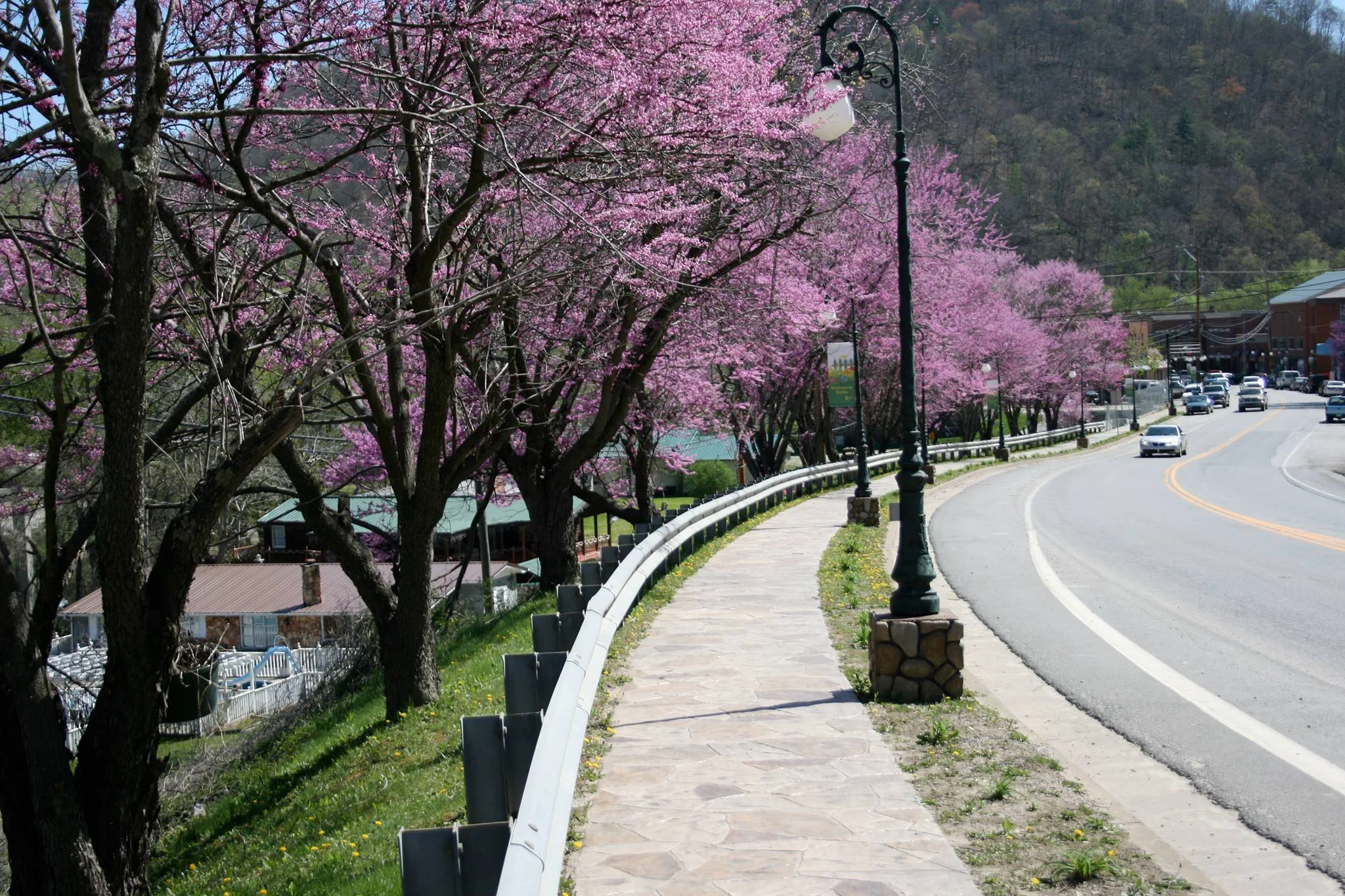 Main Street Redbud.jpg
