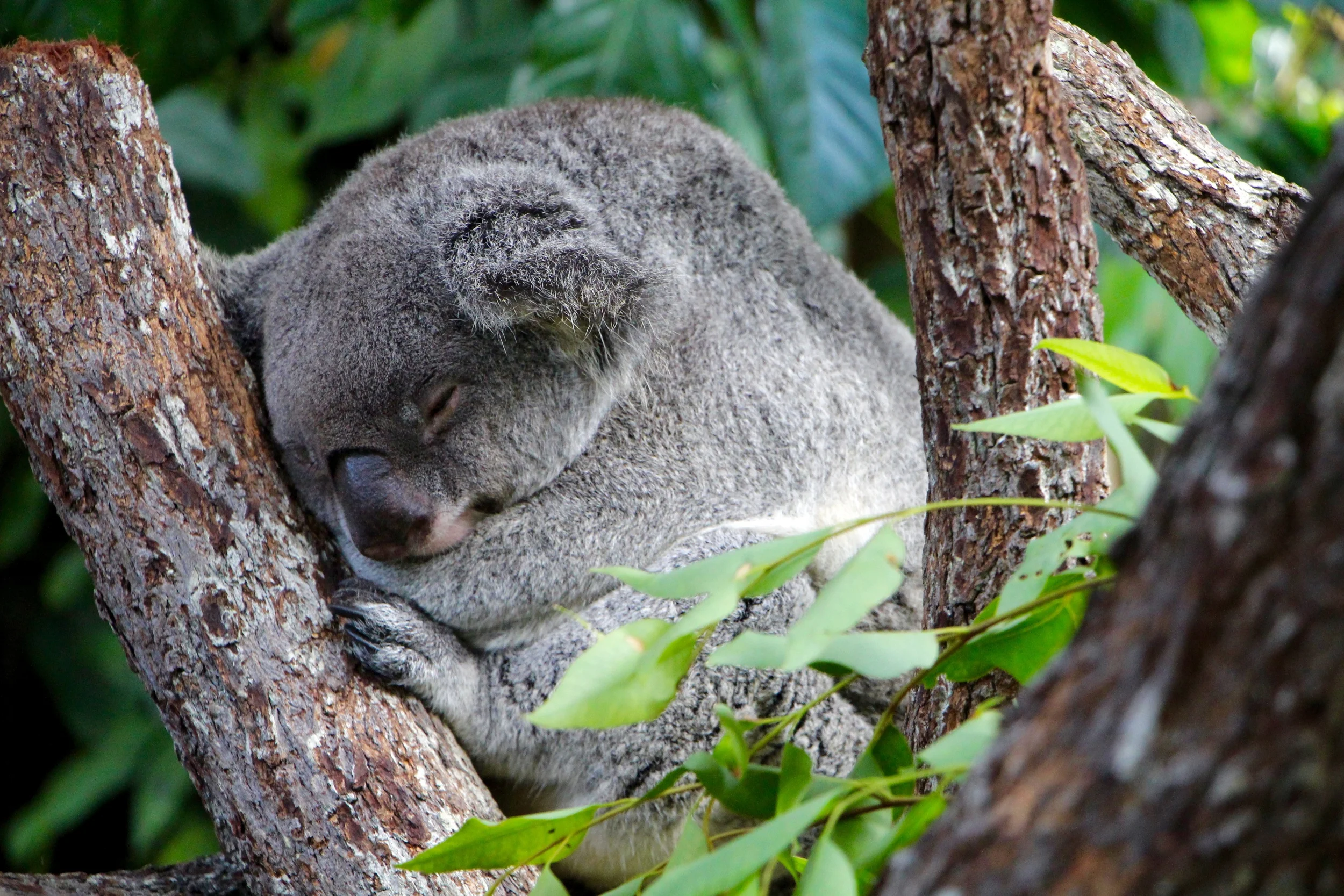 Cairns, Australia