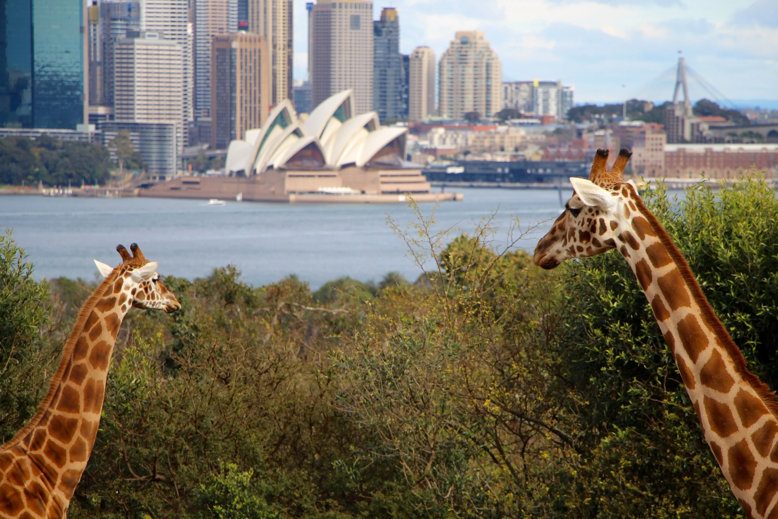Taronga Zoo, Sydney