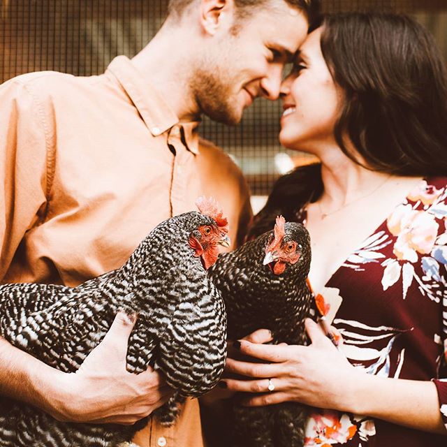 The chickens were gazing into each other's eyes...the humans followed. Double date?!