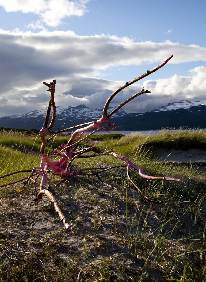 … Other stories… A part of an old tree was on the beach. Now its pink and had an eye….The eye is gone. 