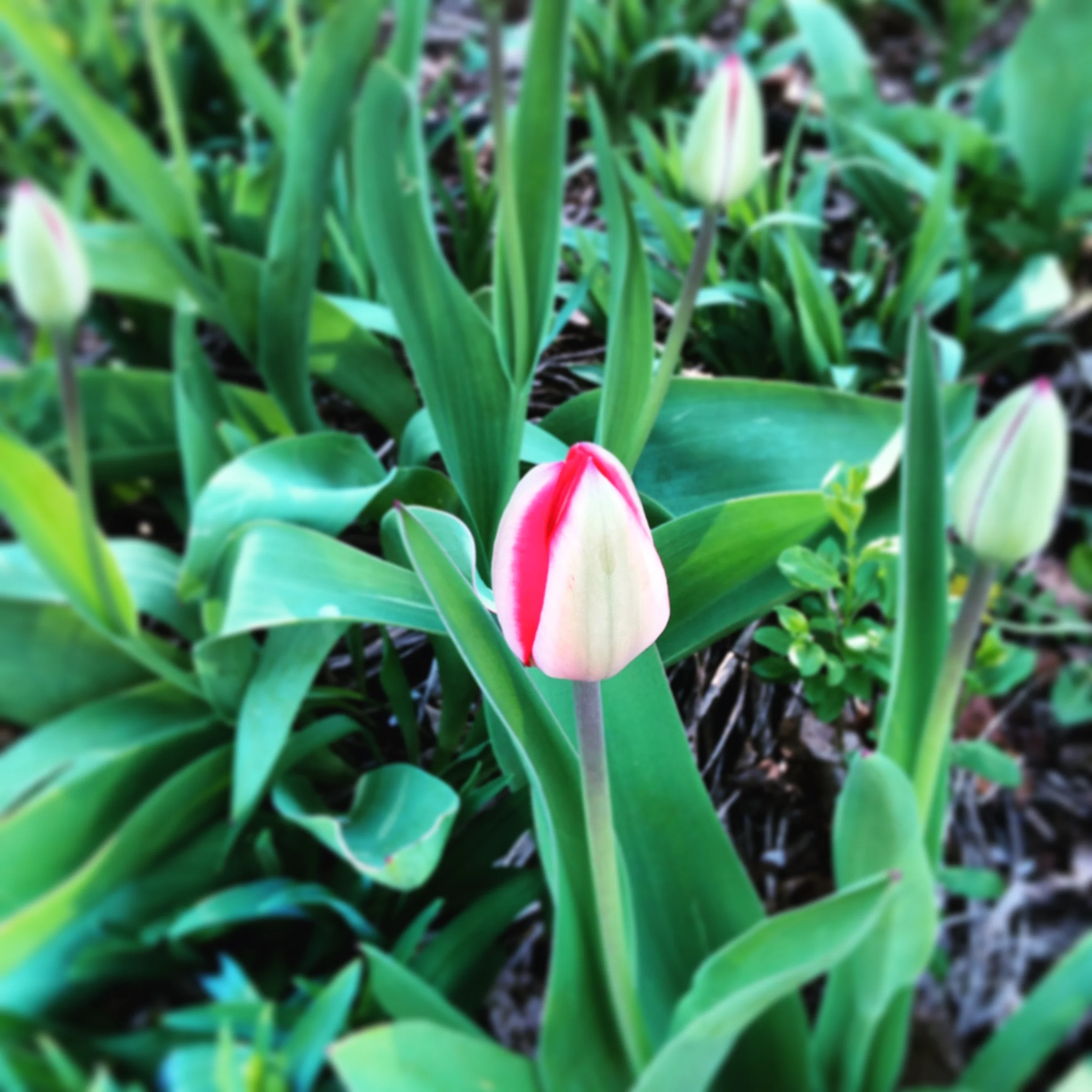 Mother's Day Brunch 2019