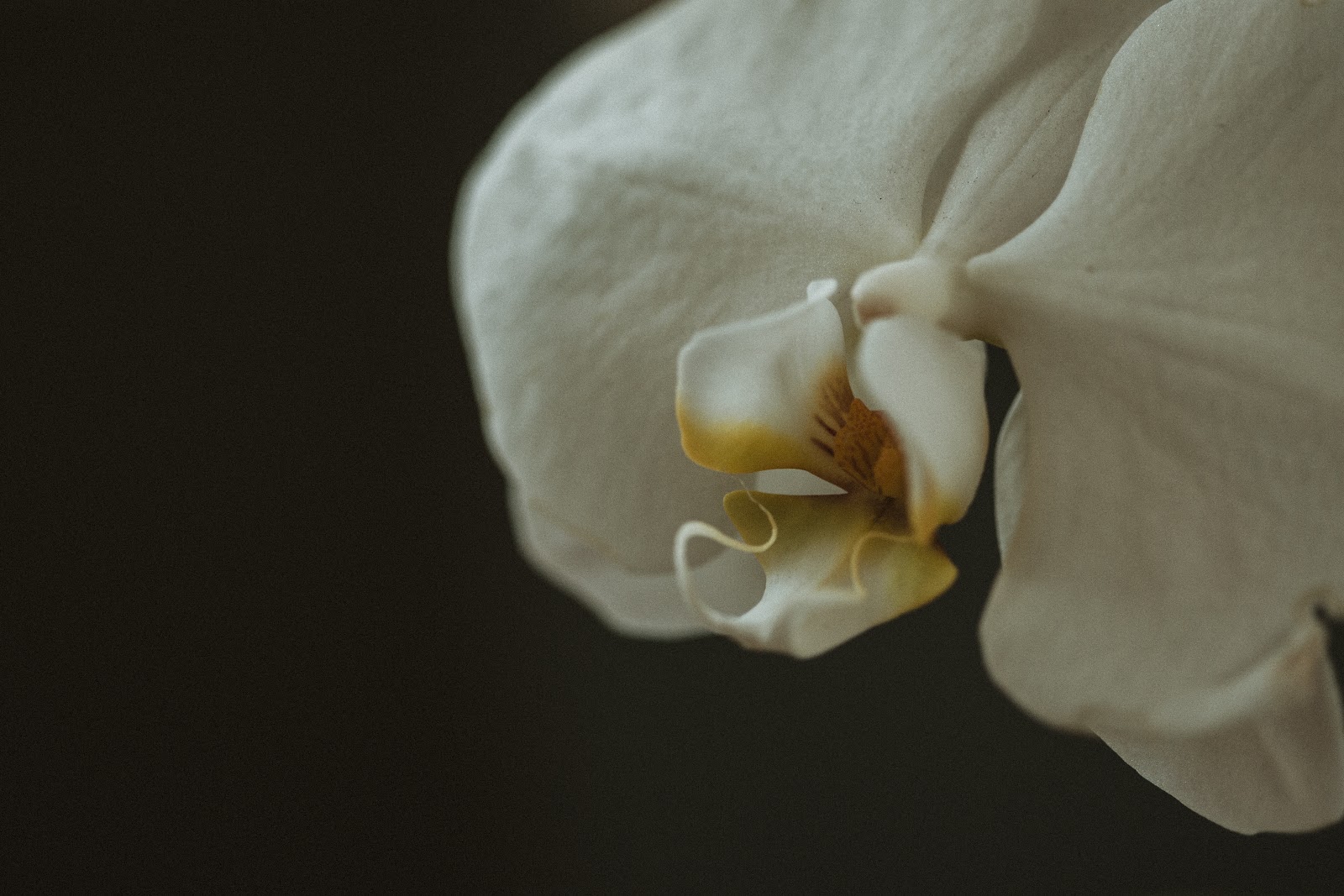 Photo by Miranda Guzman Fernandez - check out her incredible work here .