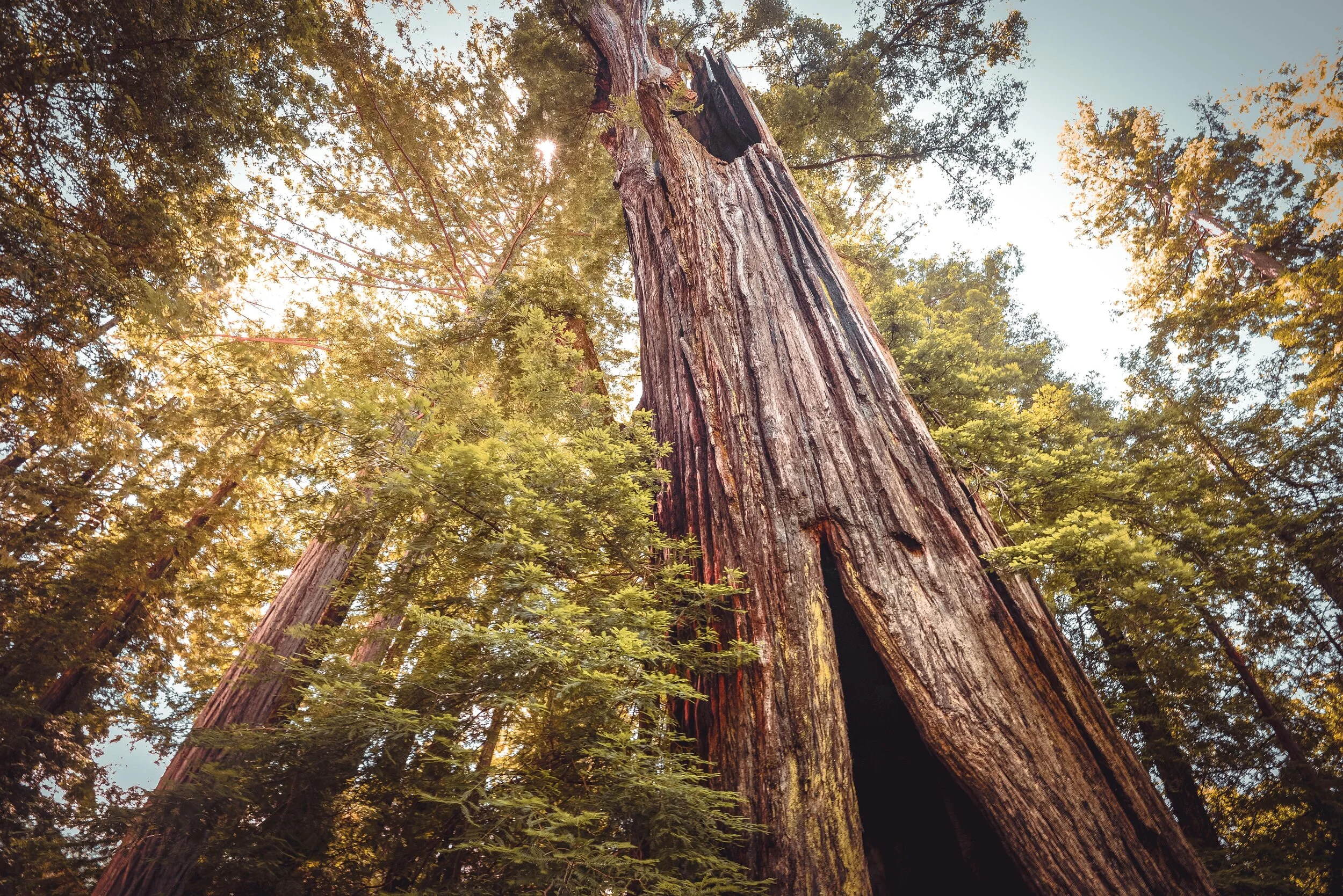 KevinBradleyDesign_Redwoods.jpg
