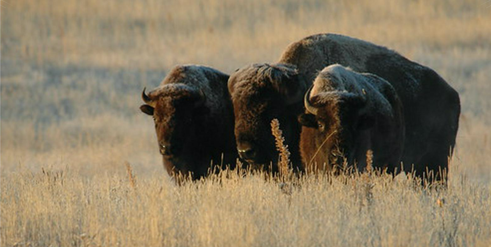 Eco-Pilgrimage to Rocky Mountain Arsenal National Wildlife Refuge