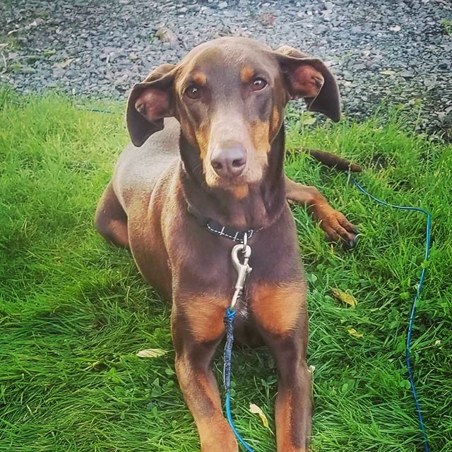 ROSIE IS AVAILABLE FOR ADOPTION

ROSIE is a 3-year-old Doberman weighing in at approximately 54 pounds. Super sweet and gentle, this soft-spoken girl can be timid and nervous in new situations, but with time, warms up and blossoms into the most devot