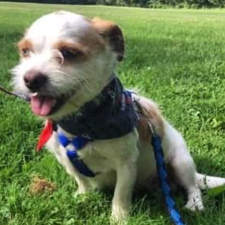 MOLSON IS AVAILABLE FOR ADOPTION

MOLSON is a 10-year-old Jack Russell Terrier mix weighing in at approximately 12 pounds. This inquisitive yet anxious boy is looking for a best friend who can expand his boundaries and show him the good life! Slow an