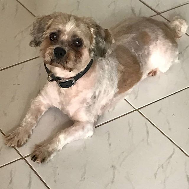 MANNY IS AVAILABLE FOR ADOPTION

Manny is a 7-year-old, 20-pound shih tzu mix who is seeking his forever family. This quiet boy is well-behaved and has a medium energy level. We can see him fitting into a number of households very easily, as he is go