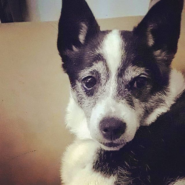 BRYLEY IS AVAILABLE FOR ADOPTION

Bryley is a 10-year-old, 22-pound border collie mix, who is looking for the home of her dreams. Although Bryley is 10 years old, do not let her age fool you. She still has a medium energy level, and loves to be in th