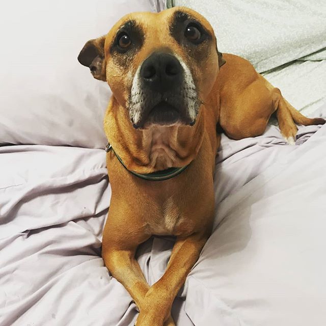 HENNESSY IS AVAILABLE FOR ADOPTION

Hennessy is a seven-year-old, 50 pound pittie mix who is seeking a forever home of her own. If you are seeking an affectionate girl who wants nothing more than to be loved, patted, and cuddled, this is the girl for
