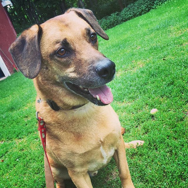 STAN IS AVAILABLE FOR ADOPTION

STAN is a 7-year-old beagle shepherd mix (gerbeagle), who weighs in at approximately 65 pounds.  This boy loves people, and wants nothing more than a companion (or several!) to enjoy car rides, walks, and cuddles with.