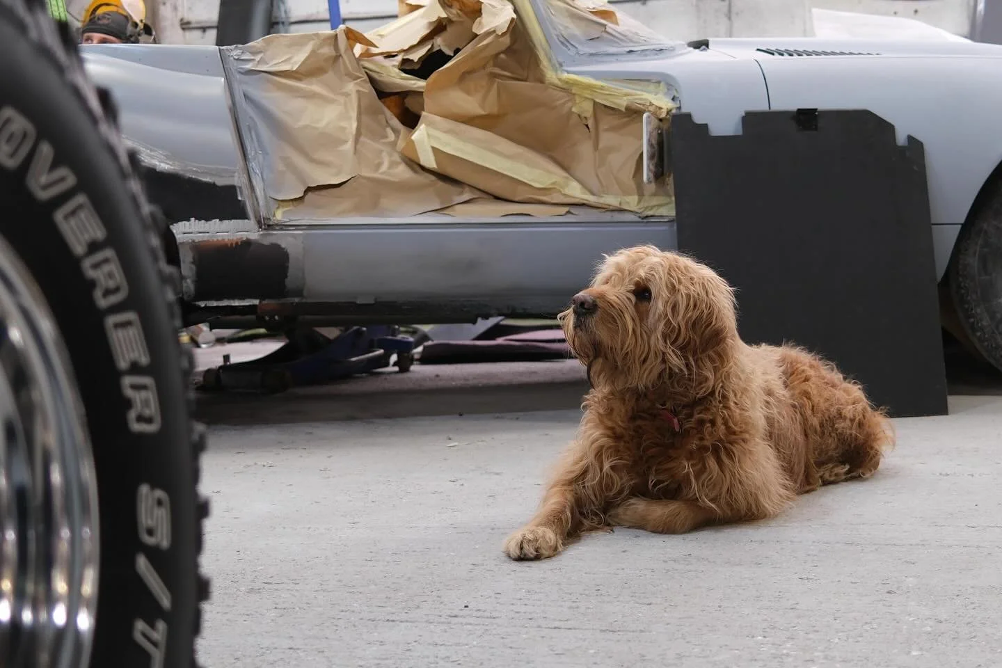 Workshop life with my best mate Diesel #ccr #ccruk #goldendoodle #goldensofinstagram #dogsofinstagram #workshopdog