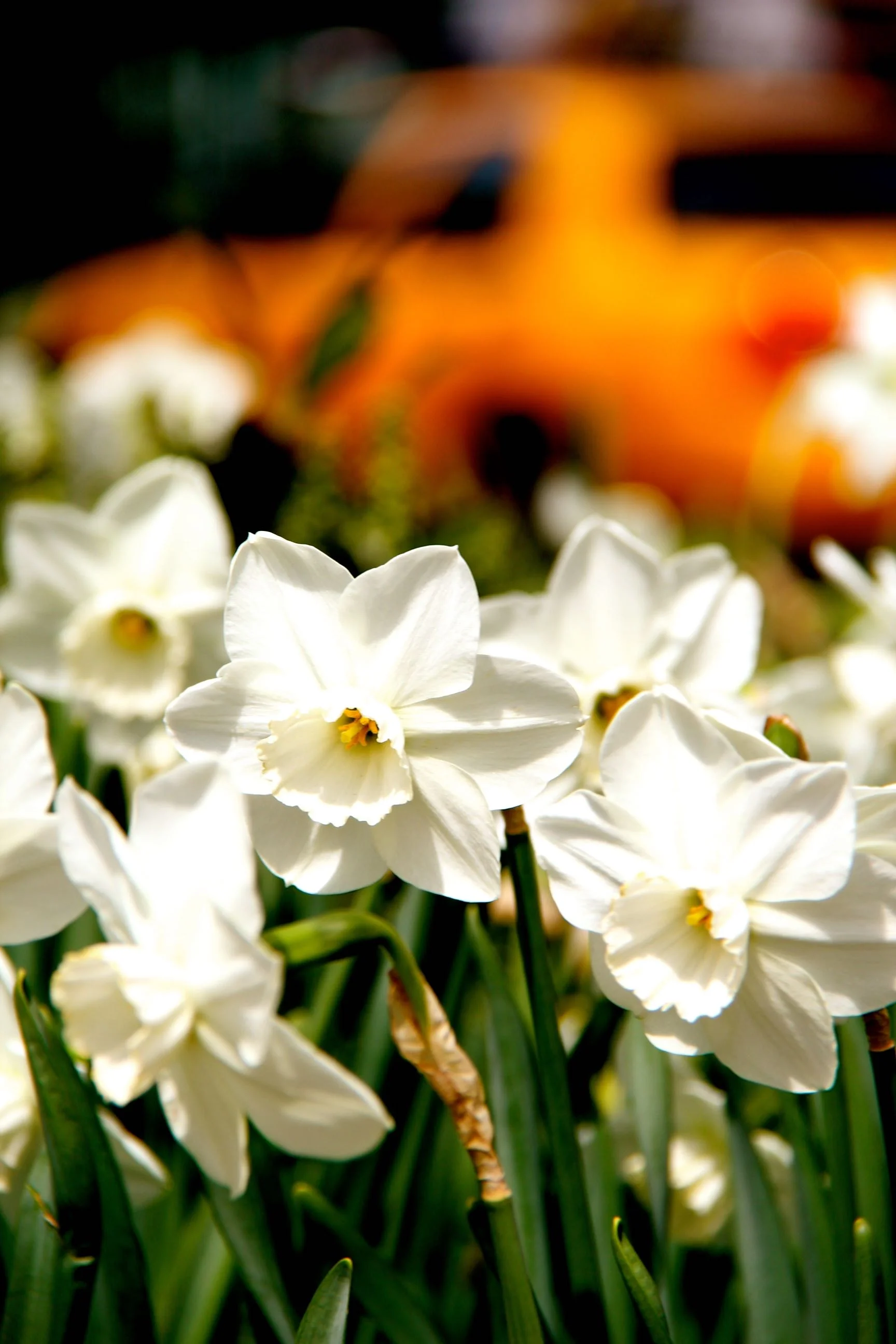 White Daffodils