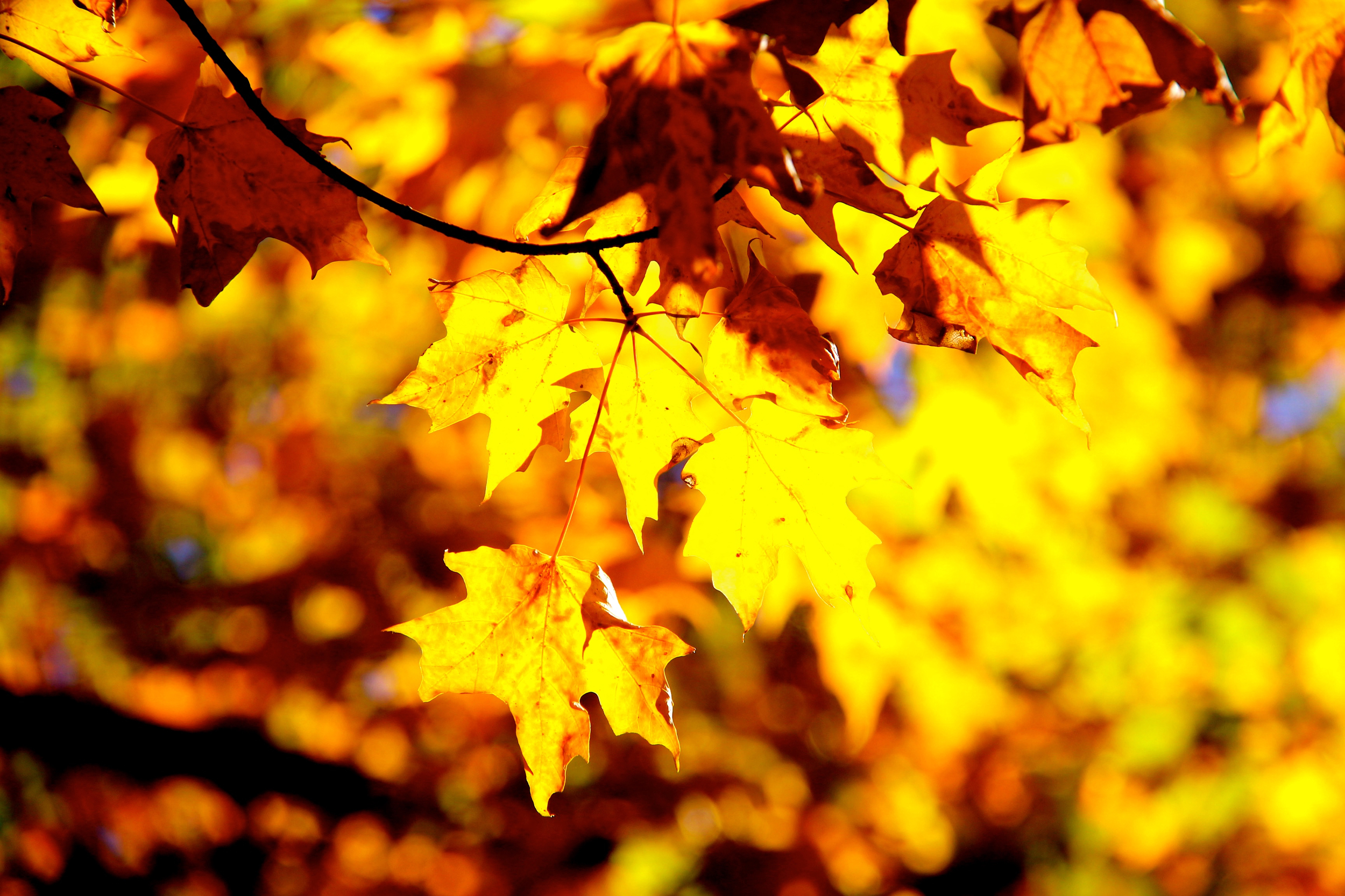 AutumnGold.jpg