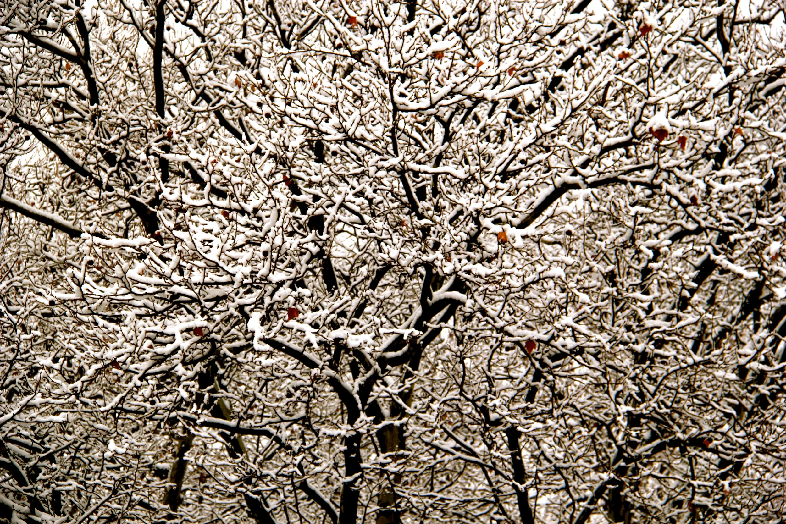 OctoberSnow.jpg