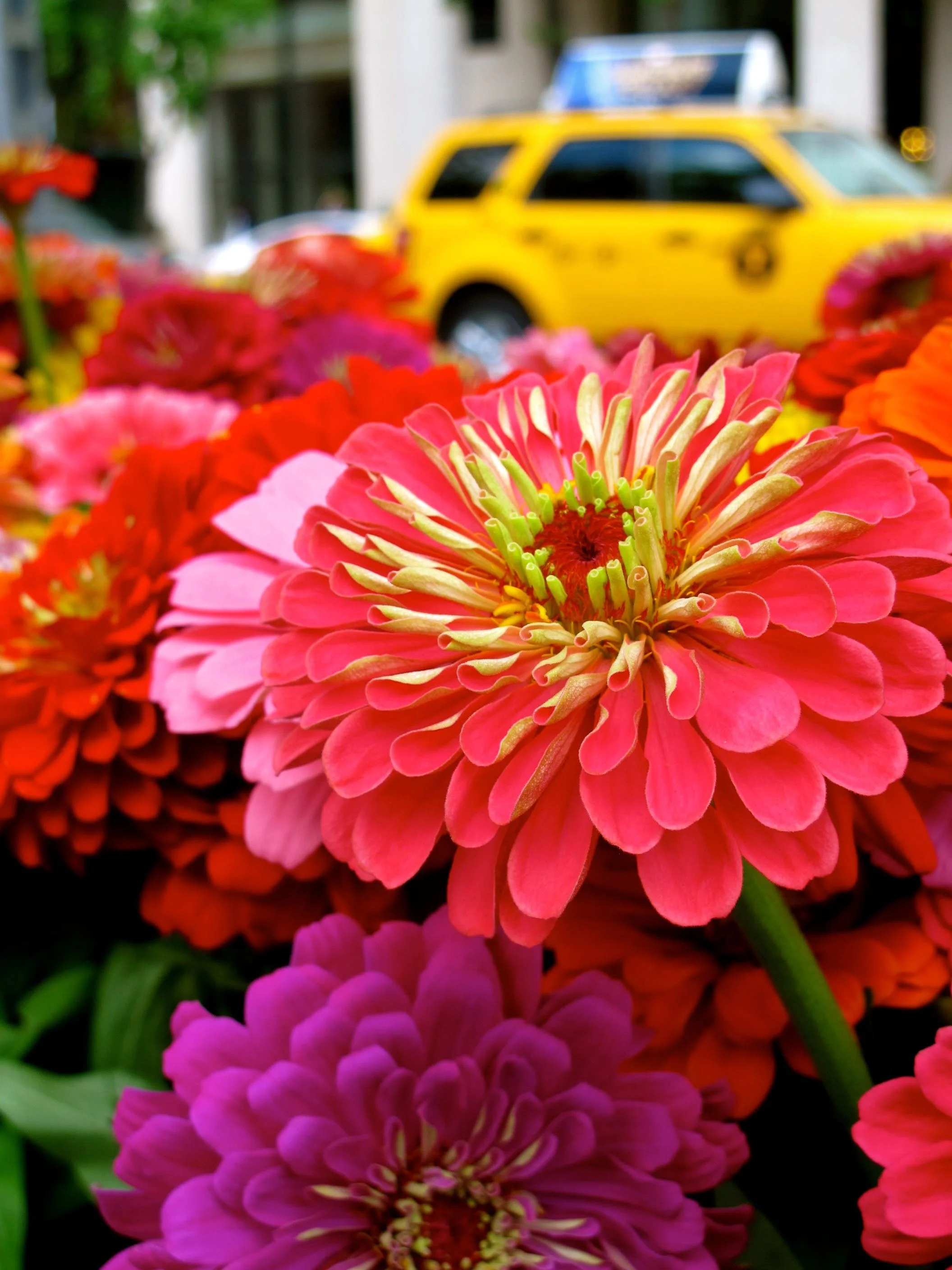 Zinnias_2.jpg
