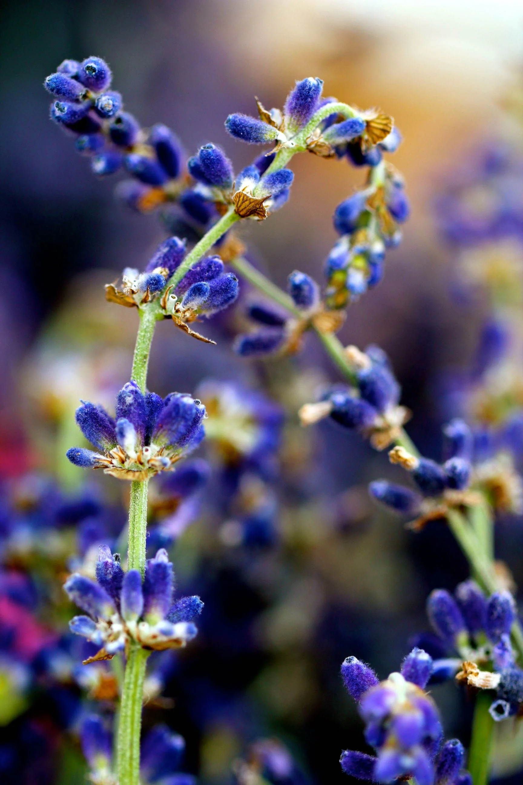 Blue_Arabesque.jpg
