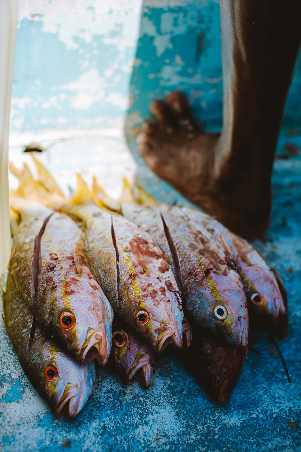 Bach_180224_DeepSeaFishing-Mexico_937.jpg