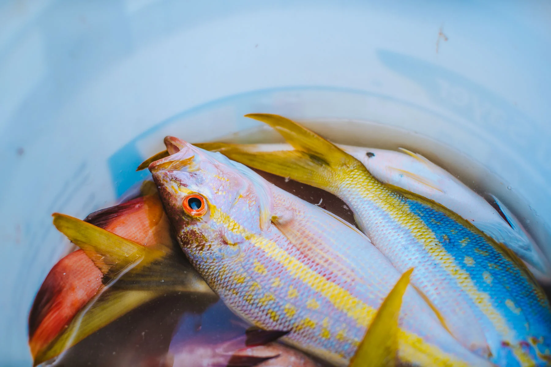 Bach_180224_DeepSeaFishing-Mexico_957.jpg