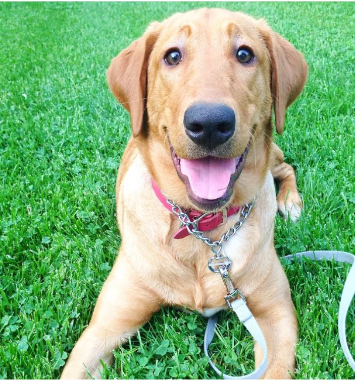 Lab