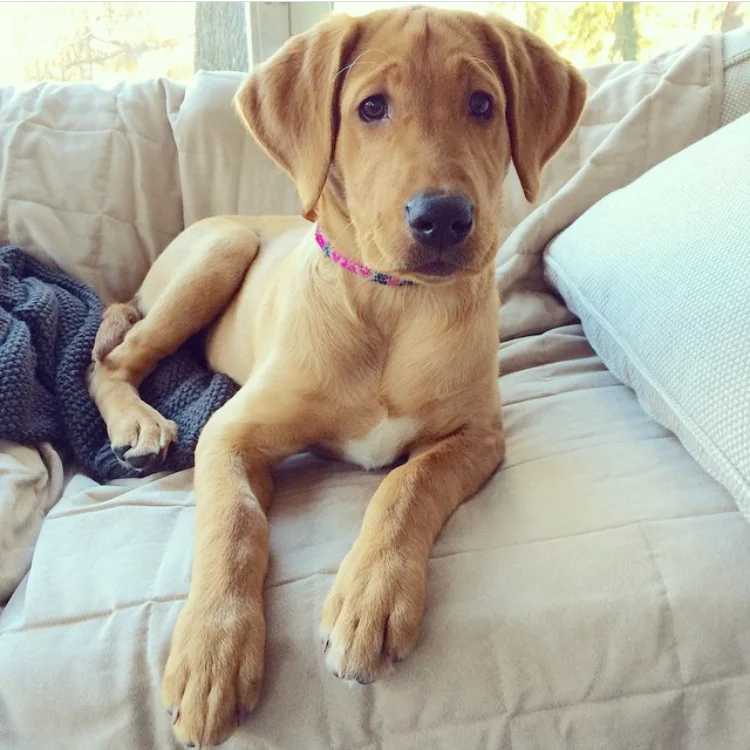 Lab
