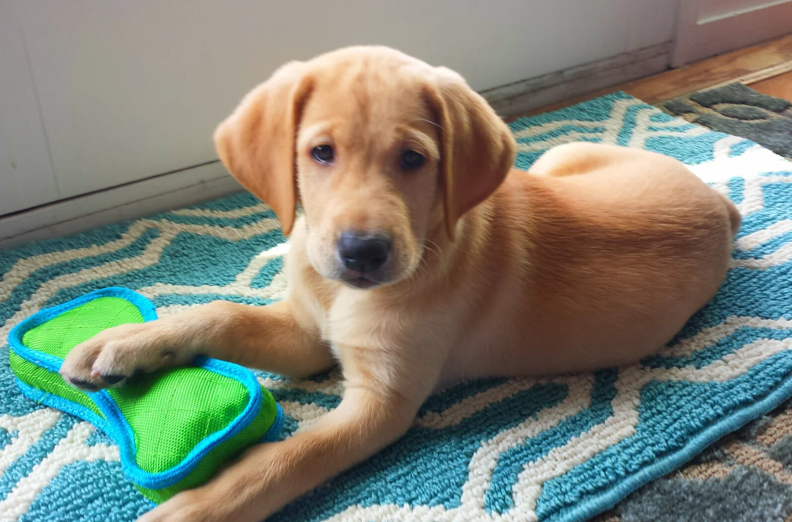 Argos, A Yellow Lab Puppy