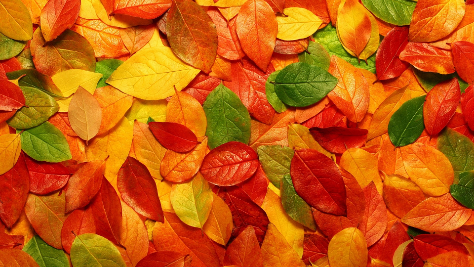 Autumn-Leaves-HD-Wallpaper.png