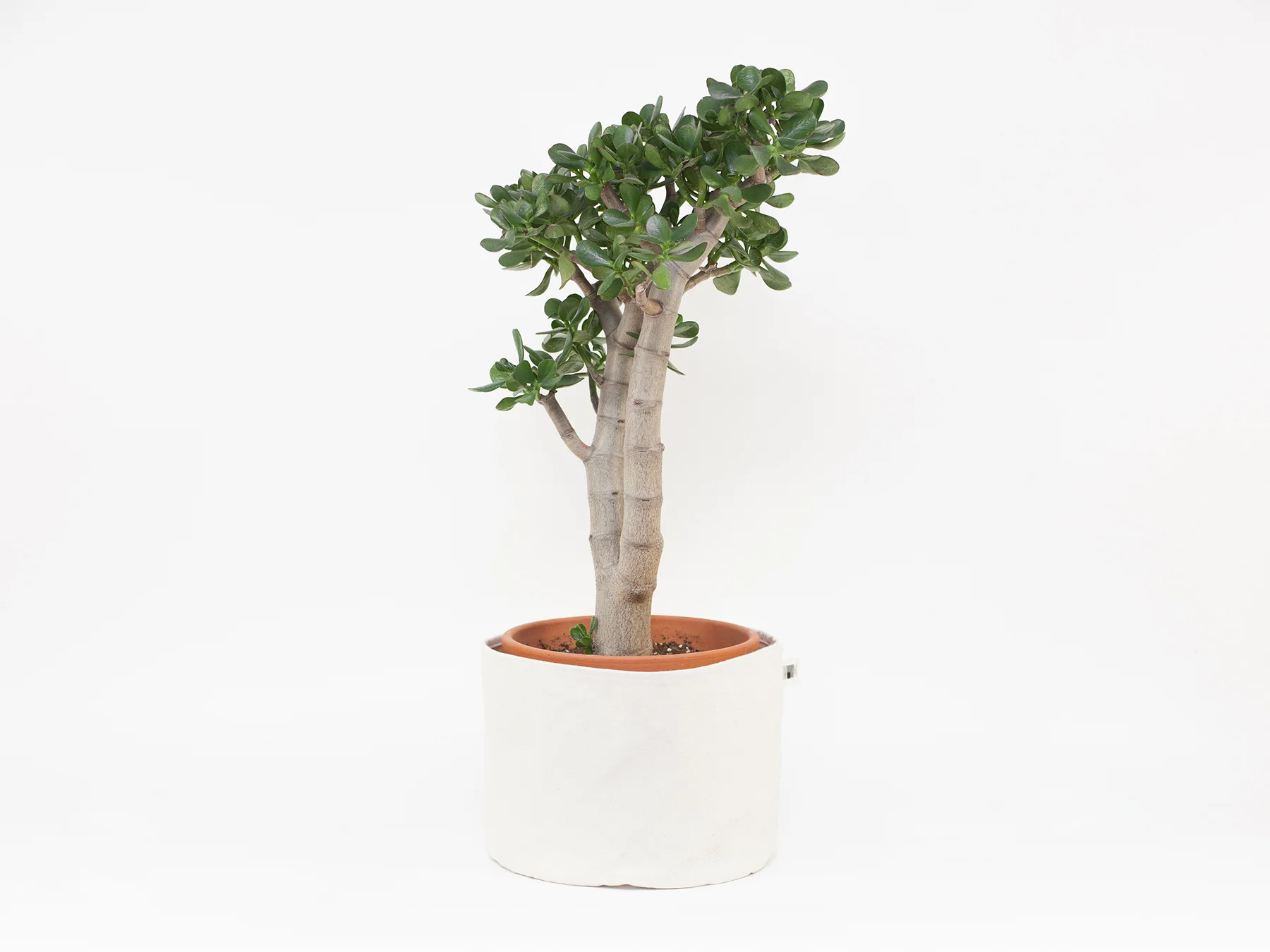BlkPine_Home_Planter_Natural_Large_2.jpg