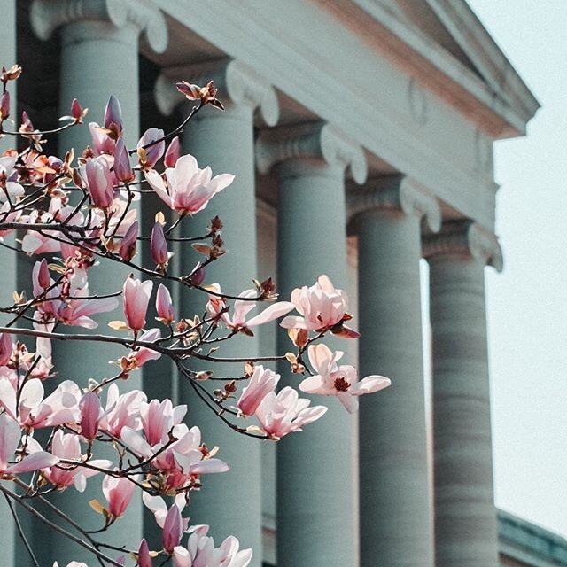 Spring in DC and NoVA is the BEST. I love seeing everything bursting into bloom. Ready to explore what could bloom in your business? I'd love to talk about how a clearly articulated brand strategy can make a difference in your customer attraction, sa