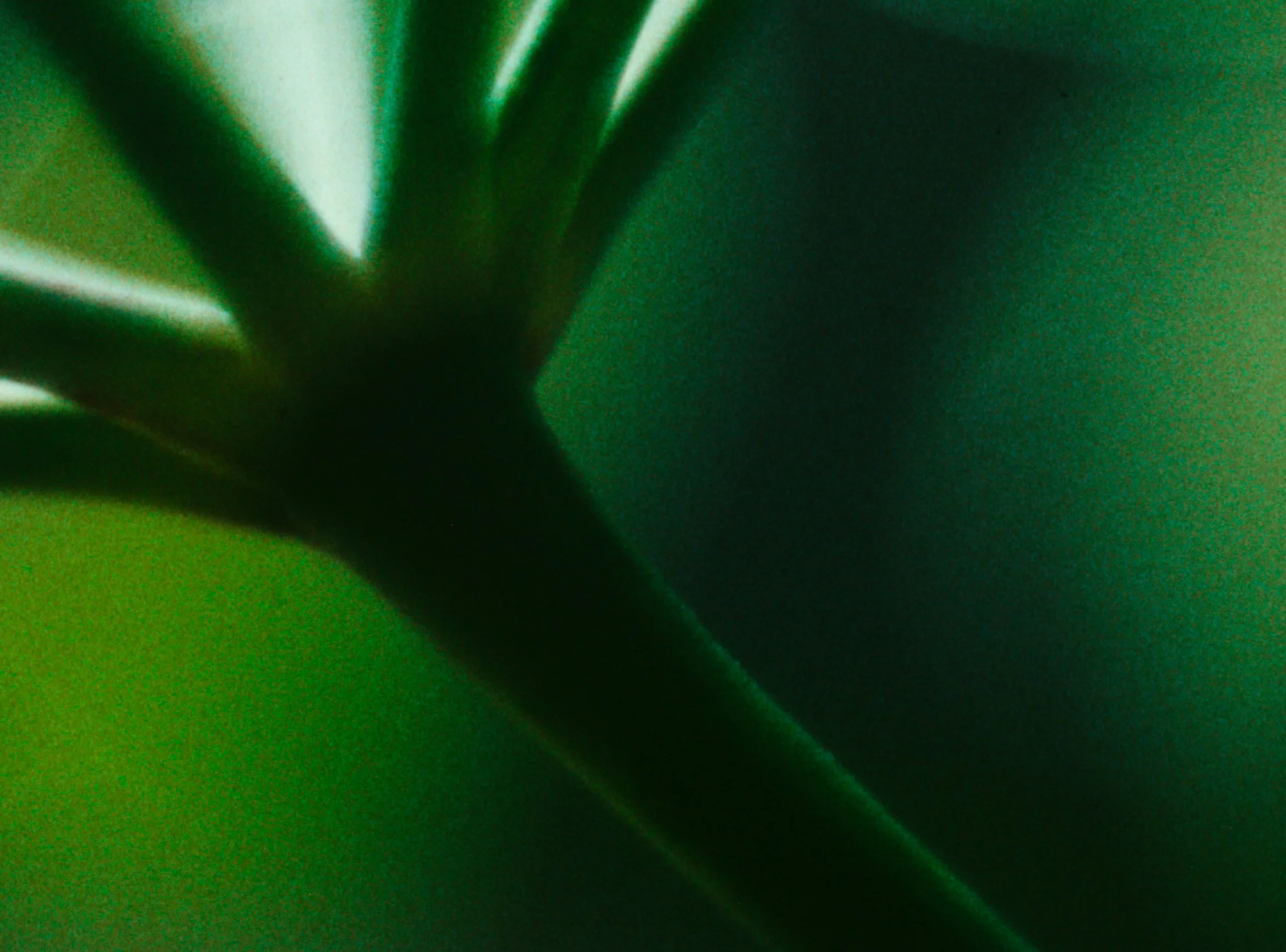 KRugh The Canopy Within still 2.jpg