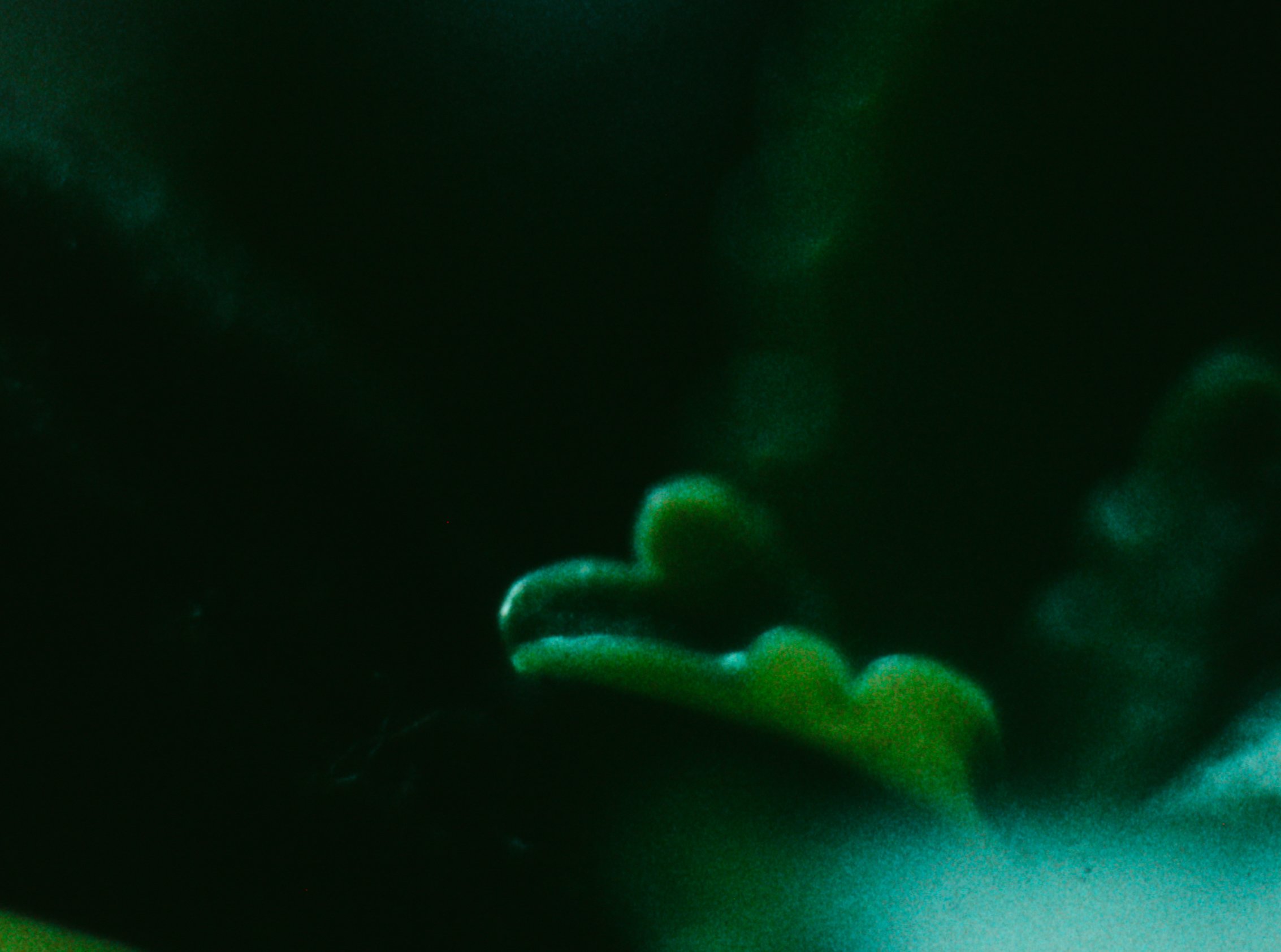 KRugh The Canopy Within still 3.jpg