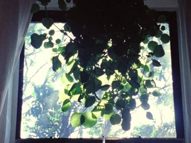 Urban+Green+window+plant.jpg