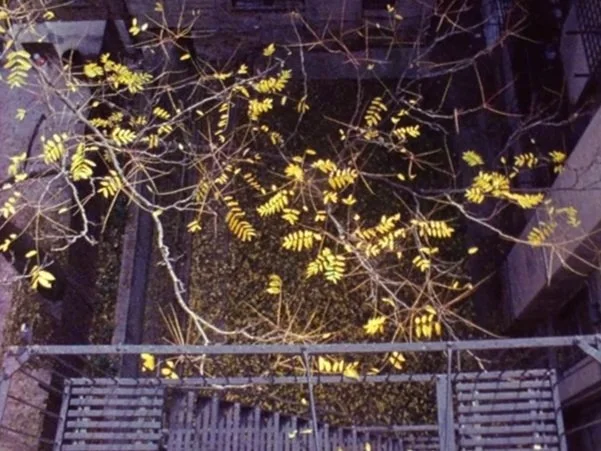 Urban+Green+fall+leaves.jpg