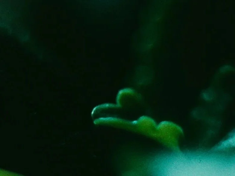 Kathleen+Rugh+The+Canopy+Within+film+still+3.jpg