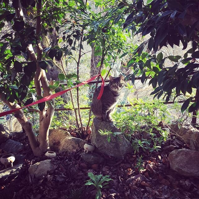 cat stuck on a rock.