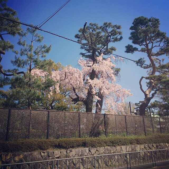 hanami arrives /
nature regenerates /
so does my body
#kyoto #hanami #花見 #京都