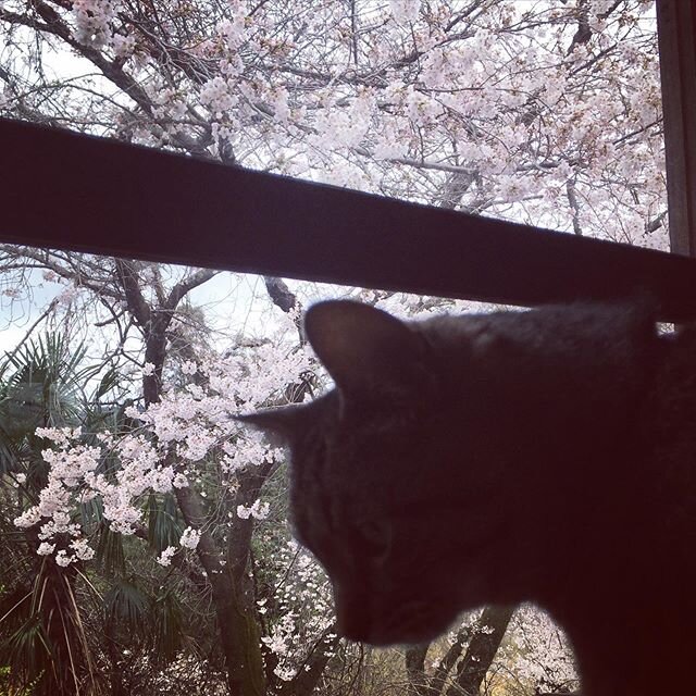 cat and cherry blossoms #kyoto