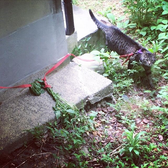 Taiga is doing some gardening. #helpfulcat