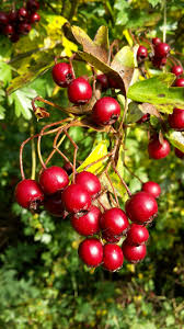 Hawthorn Berries