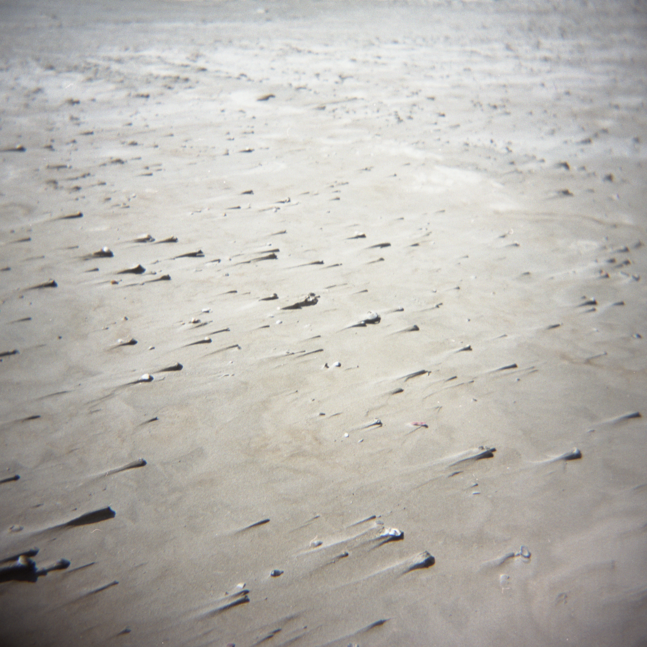 10_Shells in the wind.jpg