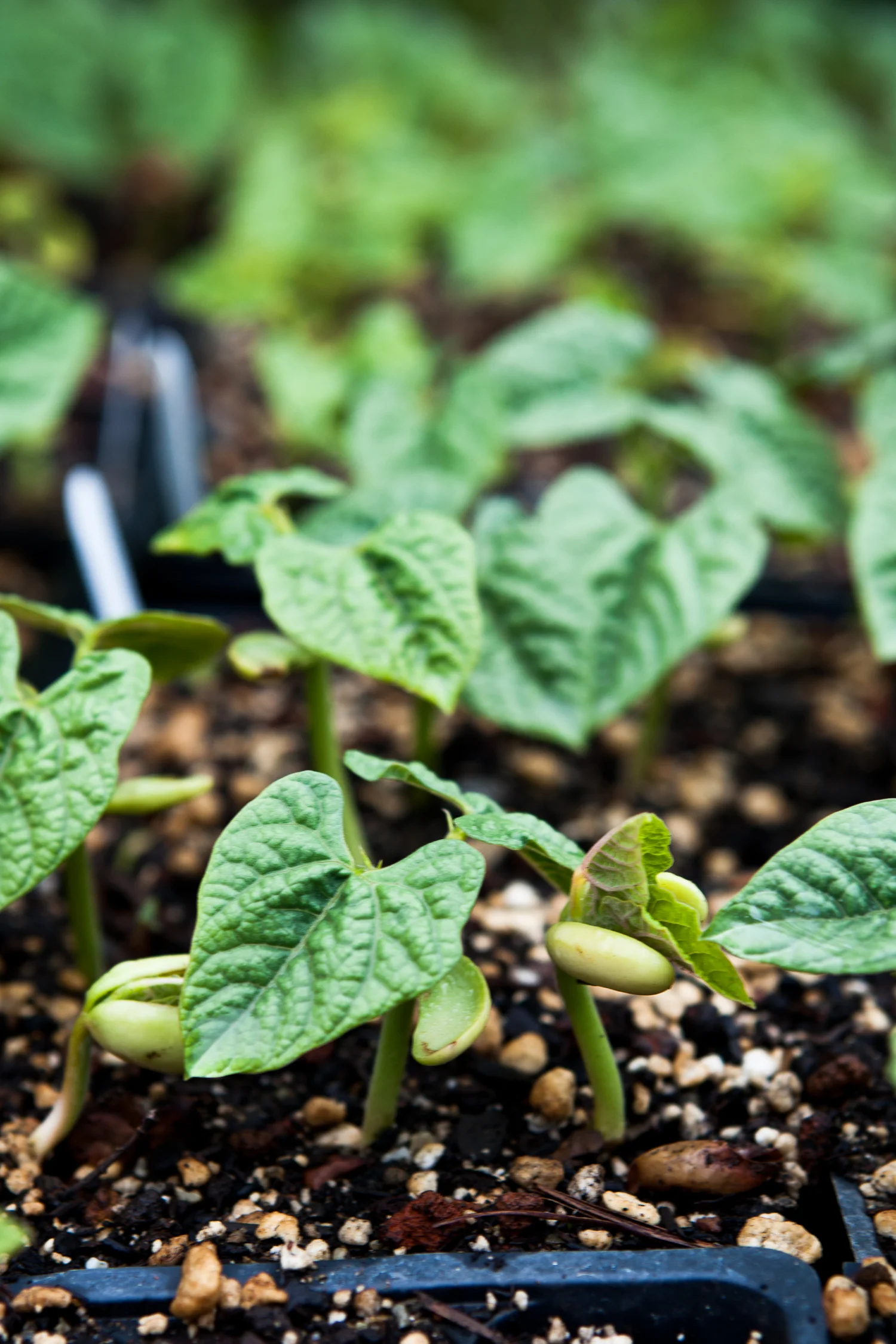 erinscottphotography_edibleschoolyardberkeley-7.jpg