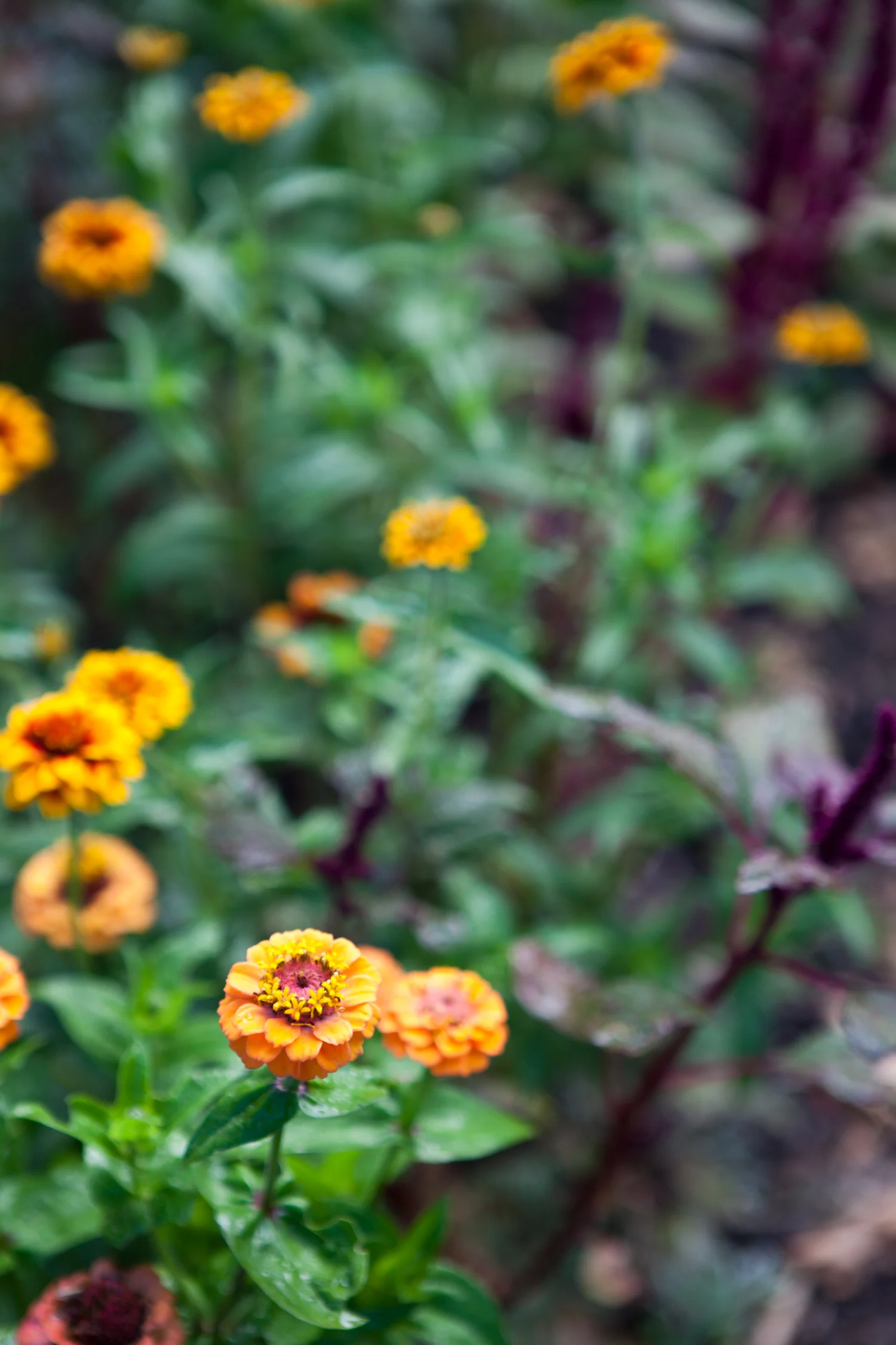 erinscottphotography_edibleschoolyardberkeley-15.jpg