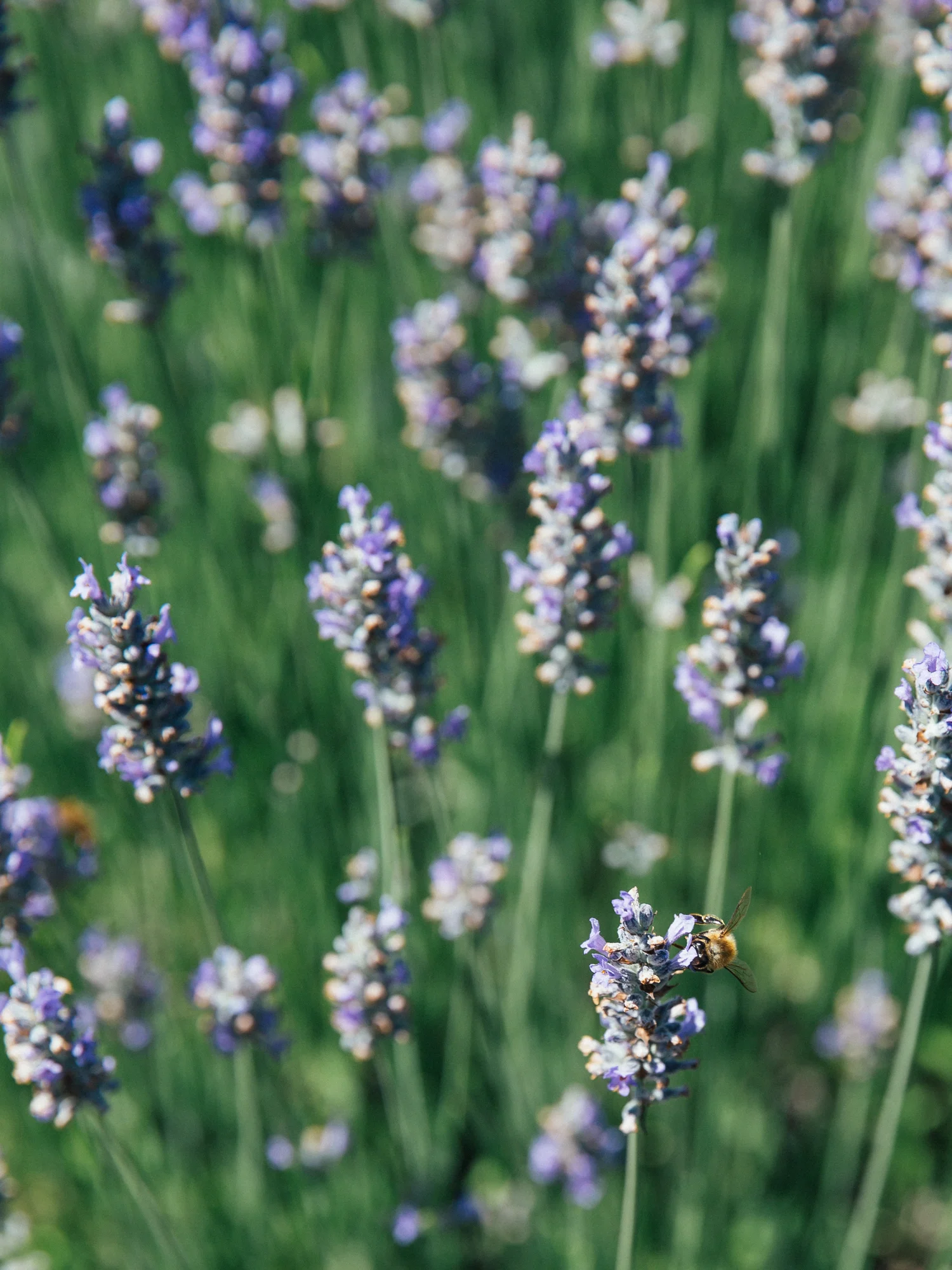 erinscottphotography_farmsandfarmers-62.jpg