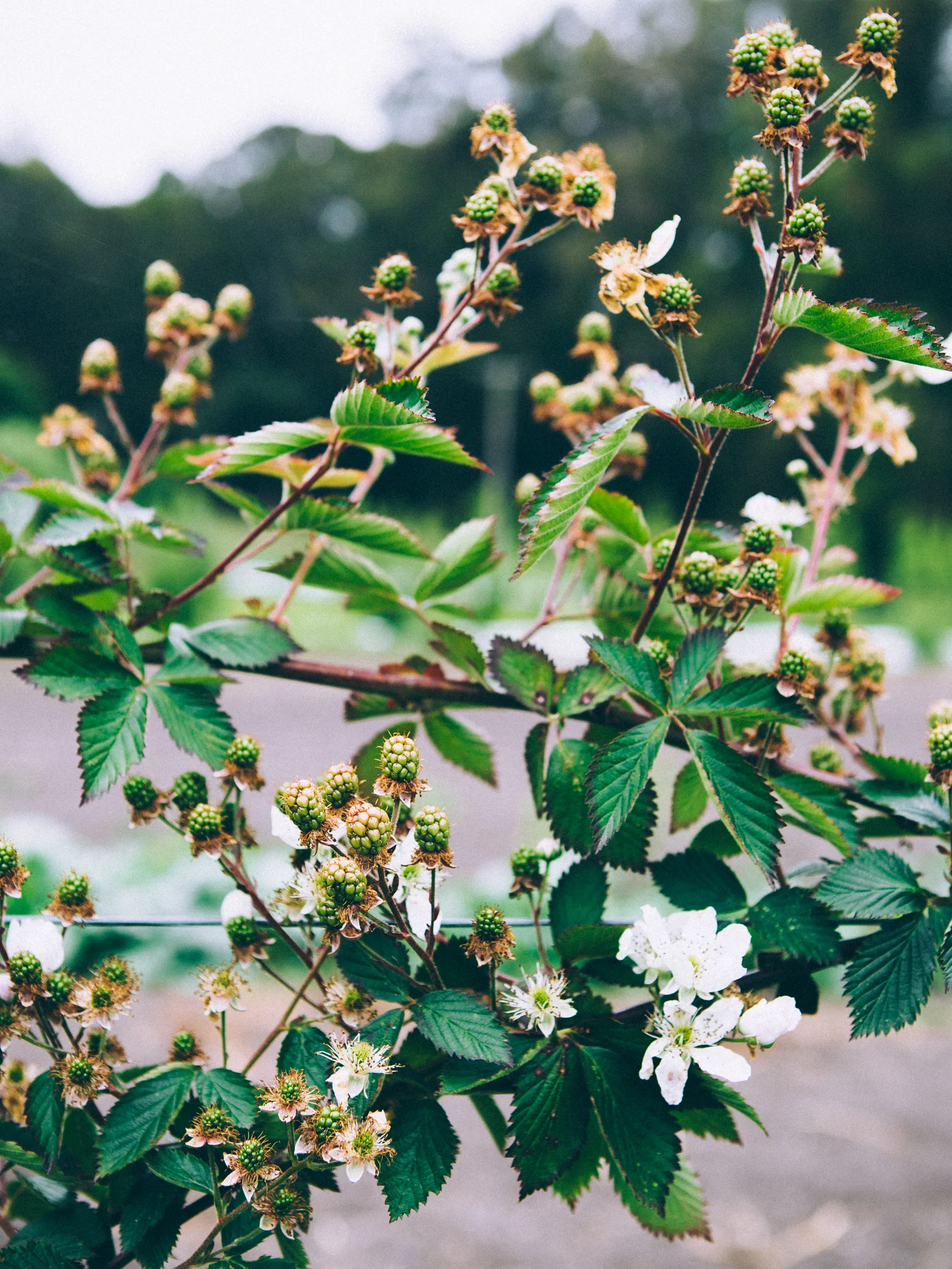 erinscottphotography_farmsandfarmers-9.jpg
